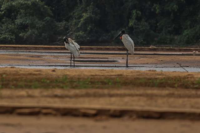 Ato em defesa do Pantanal na 6&ordf; homenageia ativista morto na Capital