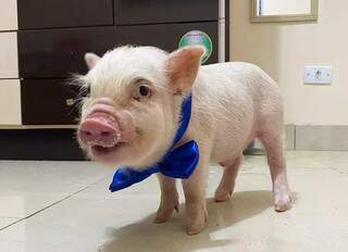 Porquinho de estima&ccedil;&atilde;o ganha festa de anivers&aacute;rio do Pequeno Pr&iacute;ncipe
