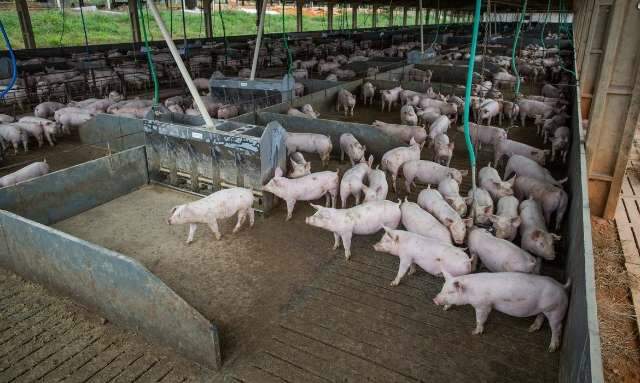 Abate de suínos aumenta, mas de bovinos cai no terceiro trimestre