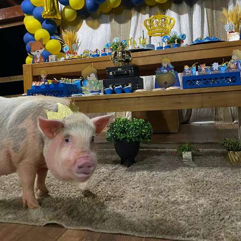 Porquinho de estima&ccedil;&atilde;o ganha festa de anivers&aacute;rio do Pequeno Pr&iacute;ncipe