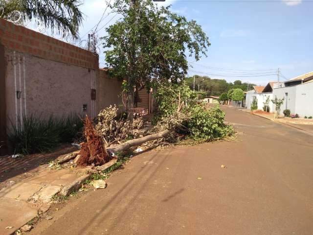 Morador reclama de &aacute;rvore ca&iacute;da h&aacute; um m&ecirc;s em rua do Rita Vieira  