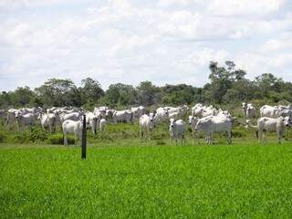 PIB de Mato Grosso do Sul recua 0,5%, aponta pesquisa