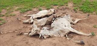 Animais encontrados em estado de decomposição na propriedade rural. (Foto: Divulgação/PMA)