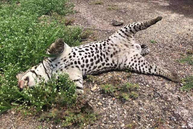 No Dia do Pantanal, motorista flagra animais mortos em rodovia