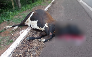 Com impacto da batida animal morreu na hora. (Foto: O Pantaneiro)