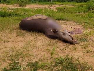 Anta encontrada morta em terreno. (Foto: O Pantaneiro)