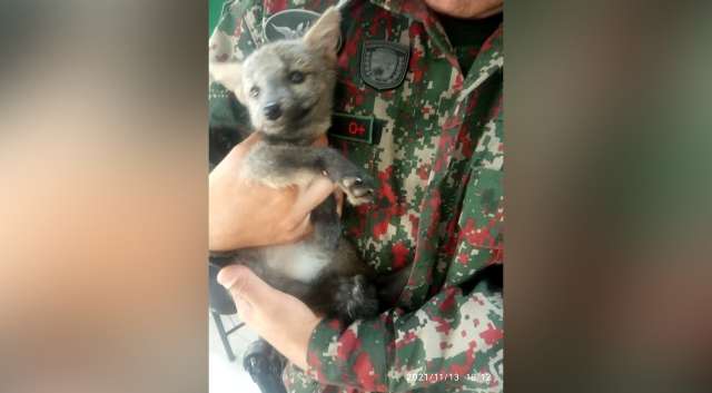 Lobinho &eacute; resgatado em Ribas do Rio Pardo ap&oacute;s invadir resid&ecirc;ncia 