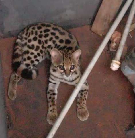 Assustado, filhotinho de jaguatirica &eacute; resgatado em resid&ecirc;ncia 