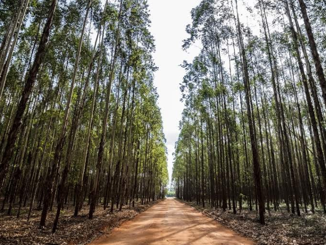 F&aacute;brica tem vagas para engenheiro mec&acirc;nico e especialistas em compra e floresta