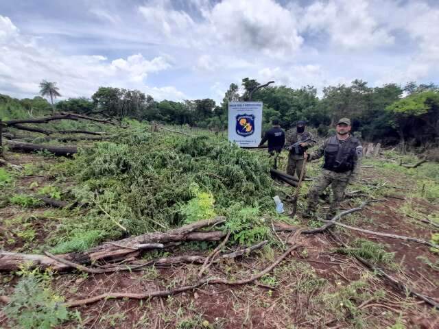Pol&iacute;cia paraguaia destr&oacute;i lavoura de maconha em fase de colheita na fronteira
