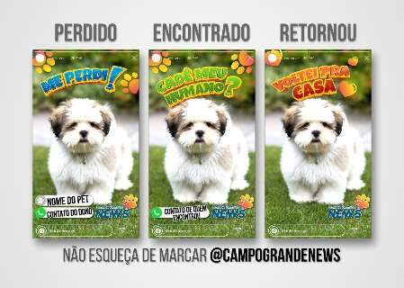 Filtros do Campo Grande News ajudam a encontrar cães e gatos desaparecidos