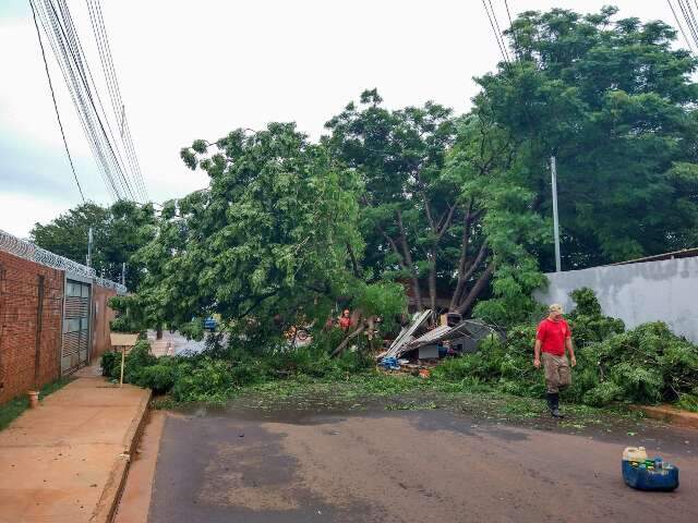 &Aacute;rvore cai, fecha rua e derruba Muro da Gentileza do Bairro Santa Luzia