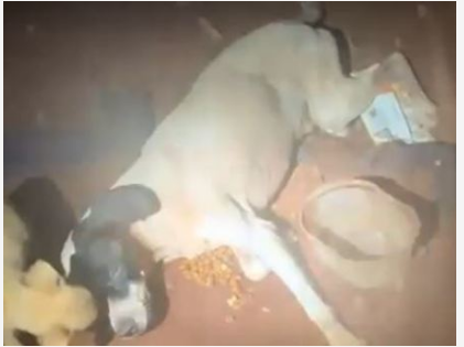 Homem &eacute; levado para a delegacia ap&oacute;s cachorro ser encontrado agonizando 