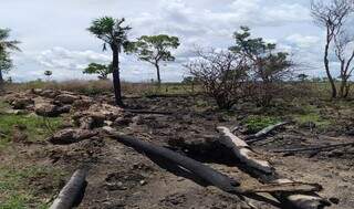 Madeira devastada na propriedade. (Foto: PMA)