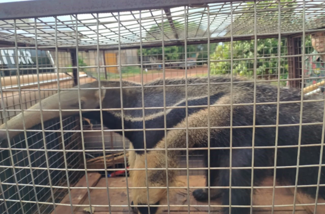 Se &quot;escondendo&quot; em casinha de cachorro, tamandu&aacute; &eacute; capturado pela PMA