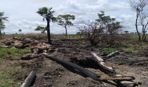 Fazendeiro é multado em R$ 301 mil por desmatar e incendiar Mata Atlântica