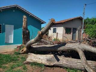 Árvore estava em frente à residência, dentro do terreno e caiu na rua. (Foto: Marcos Maluf)