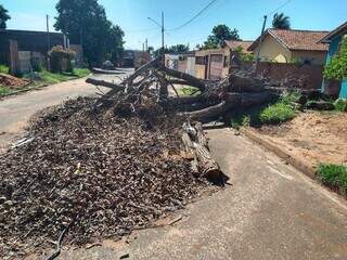 Árvore caída há mais de um mês, que até secou, ainda bloqueia parte da rua. (Foto: Marcos Maluf)
