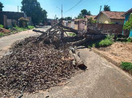 Árvore que caiu durante tempestade há mais de um mês permanece em rua