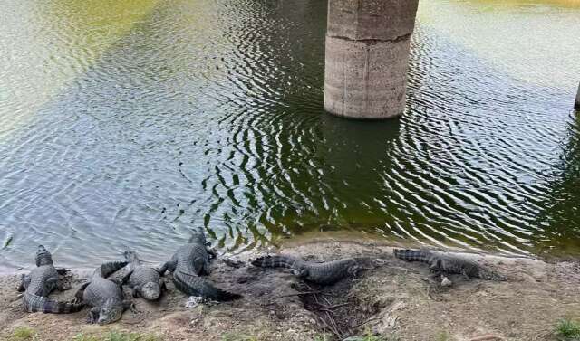 Mantendo a hist&oacute;ria viva, filho da &ldquo;Maria do Jacar&eacute;&rdquo; segue cuidando dos animais