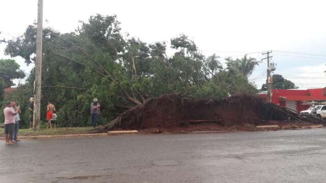 Com ventos de 52 km/h, chuva deixa estrago e derruba &aacute;rvores na Capital