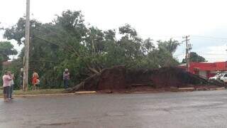 Com ventos de 52 km/h, chuva deixa estrago e derruba &aacute;rvores na Capital