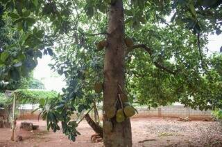 Pé de jaca é uma das várias árvores frutíferas da residência. (Foto: Paulo Francis)