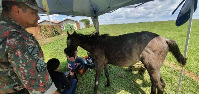Dono &eacute; multado em R$ 2 mil, mas &eacute;gua encontrada agonizando acaba morrendo 