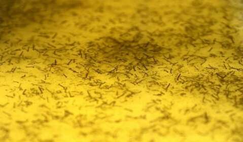 Mais de 23 milhões de mosquitos wolbachia já foram soltos na Capital