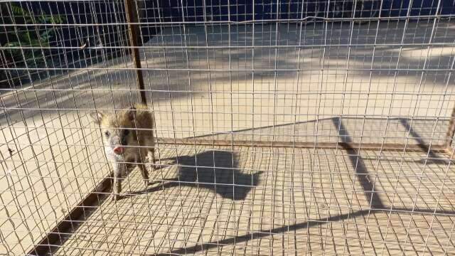 Debilitado, filhote de porco-do-mato se esconde em terreno baldio