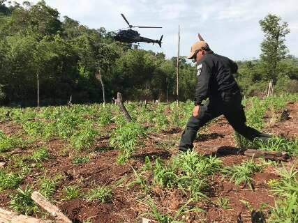 Paraguai e Brasil encerram operação eliminando 416 toneladas de maconha