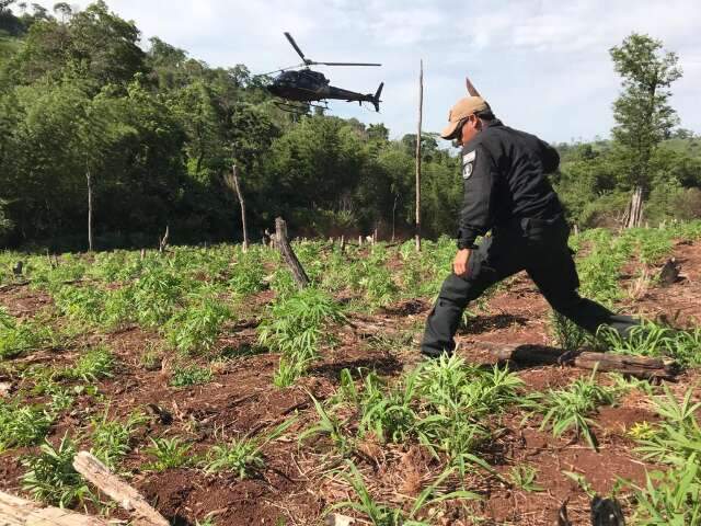 Paraguai e Brasil encerram opera&ccedil;&atilde;o eliminando 416 toneladas de maconha