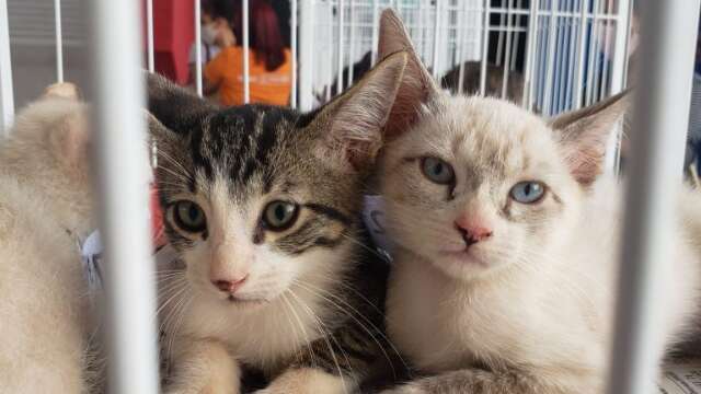 Prefeitura realiza &uacute;ltima feira de ado&ccedil;&atilde;o de c&atilde;es e gatos no s&aacute;bado
