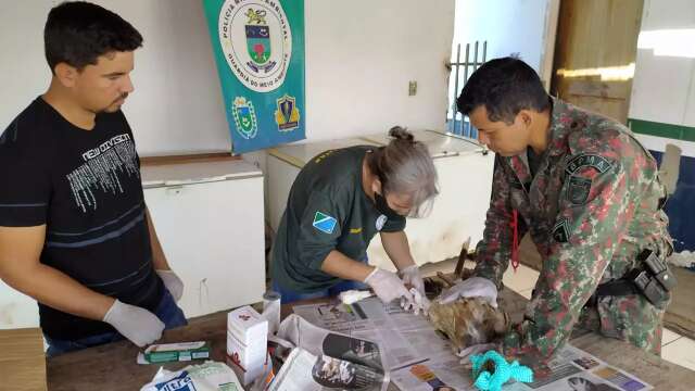 Ap&oacute;s ter perna quebrada em acidente, seriema &eacute; resgatada por moradores