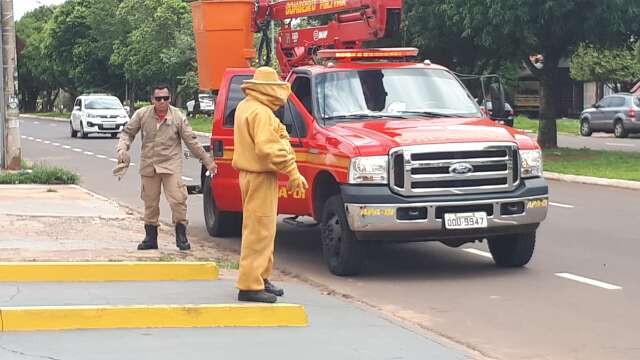 Homem &eacute; atacado por enxame de abelhas no Coophavilla