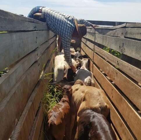 Segunda etapa da vacinação contra febre aftosa termina nesta terça