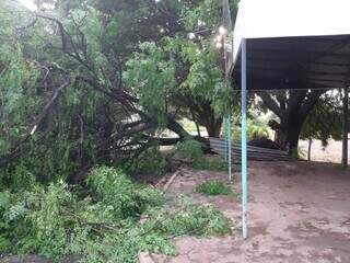 Árvore caiu com as rajadas de vento na madrugada na Rua Generoso de Albuquerque. (Foto: Direto das Ruas)