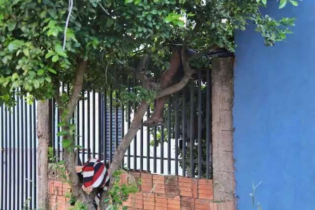 Corpo encontrado preso entre port&atilde;o e &aacute;rvore &eacute; identificado