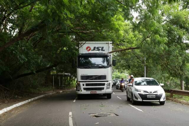 &Aacute;rvore despenca sobre carreta carregada de bebidas na Av. Ricardo Brand&atilde;o