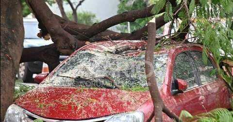 Acompanhada de vento forte e 106 raios, chuva derruba árvores em carro e muro