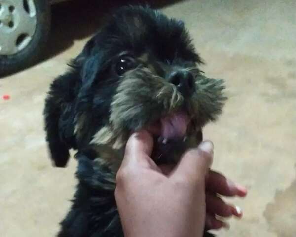 Dona de pet cai em golpe ao tentar resgatar cachorro desaparecido