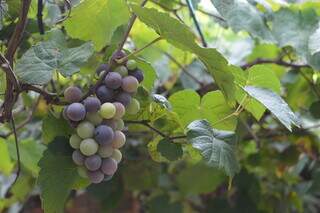 Cacho de uvas da parreira cultivada no quintal casa. (Foto: Jéssica Fernandes)