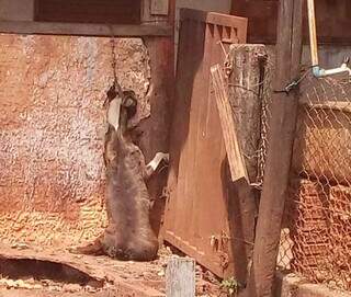 Animal pulou janela e morreu em fazenda. (Foto: Divulgação/Polícia Civil de MS)