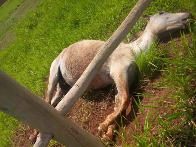 Em fazenda onde cavalo morreu de fome, pol&iacute;cia acha 5 c&atilde;es sem ra&ccedil;&atilde;o h&aacute; 7 meses