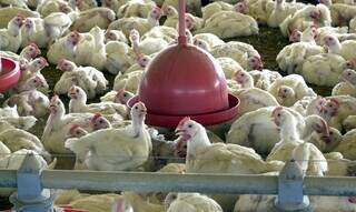 Número de frangos abatidos foi 0,7% superior ao segundo trimestre deste ano. (Foto: Arquivo/Agência Brasil)