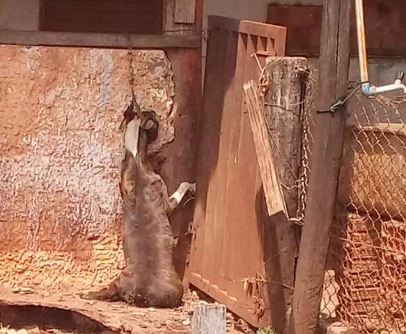 Animais morrem depois de serem abandonados sem comida em fazenda