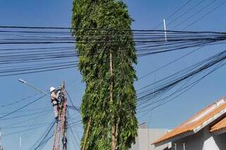 Poda não foi feita onde os cabos se cruzam com árvore. (Foto: Marcos Maluf)