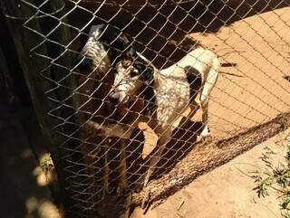 Cachorros presos ficaram sem alimentos, diz denúncia. (Foto: Divulgação/Polícia Civil de MS)