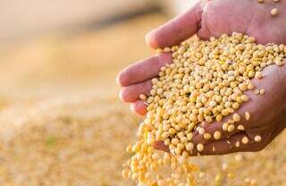 Área plantada de soja deve aumentar 4,7% e chegar a 40,3 milhões de hectares. (Foto: Divulgação)
