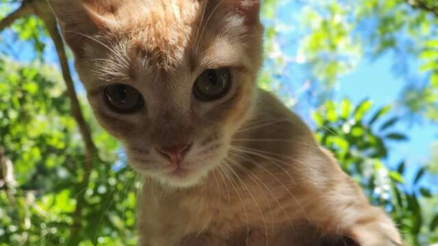 Com 40 animais, CCZ realiza &uacute;ltima feira de ado&ccedil;&atilde;o do ano no s&aacute;bado